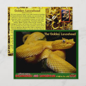 Golden Lancehead, die gefährlichste gefährdete Sch Postkarte (Vorne/Hinten)
