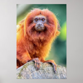 Golden Lion Tamarin auf dem nahen Holzgeländer Poster