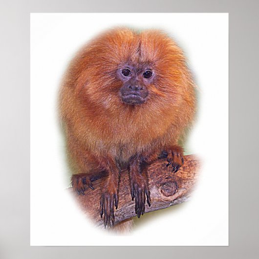 Golden Lion Tamarin, Golden Marmoset Monkey Brasil Poster (Vorne)