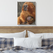 Golden Lion Tamarin mit Baby Leinwanddruck (Insitu (Schlafzimmer))