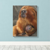 Golden Lion Tamarin mit Baby Leinwanddruck (Insitu (Holzboden))
