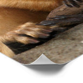 Golden Lion Tamarin mit Baby Poster (Ecke)