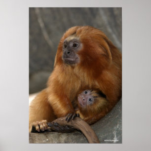Golden Lion Tamarin mit Baby Poster