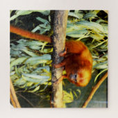 Golden Lion Tamarin Observed, Jigsaw Puzzle (Horizontal)
