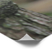 Golden Lion Tamarin Poster (Ecke)