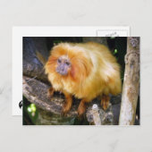 Golden Lion Tamarin Postkarte (Vorne/Hinten)