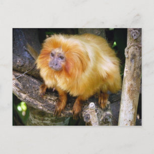 Golden Lion Tamarin Postkarte