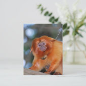 Golden Lion Tamarin Postkarte (Stehend Vorderseite)