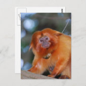 Golden Lion Tamarin Postkarte (Vorne/Hinten)
