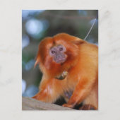 Golden Lion Tamarin Postkarte (Vorderseite)