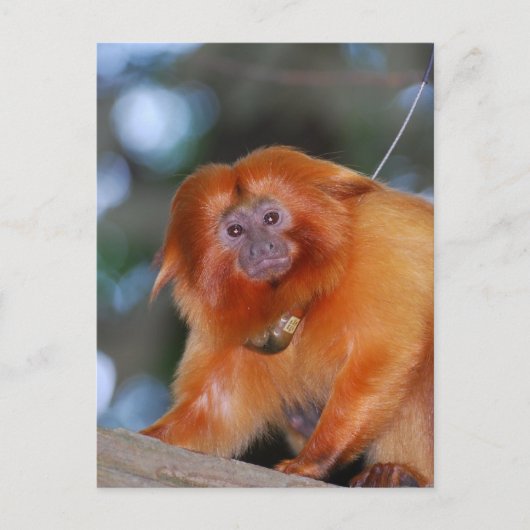 Golden Lion Tamarin Postkarte (Vorderseite)