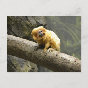 Golden Lion Tamarin Postkarte
