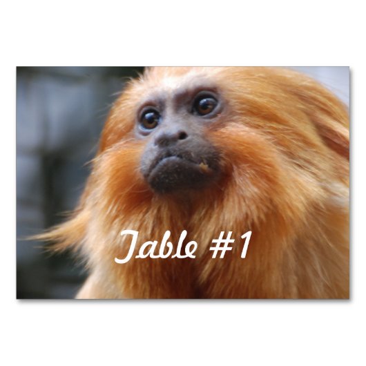 Golden Lion Tamarin Tischnummer (Vorderseite)