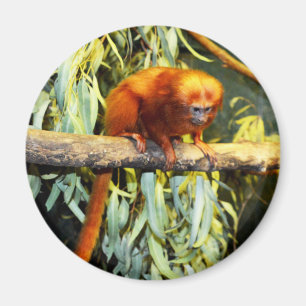Golden Lion Tamarin Whatup, Magnet