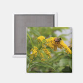 Golden Magnet (Vorderseite/Rückseite)