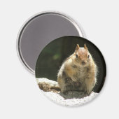Golden-Managed-Ground-Eichhörnchen Magnet (Vorderseite/Rückseite)