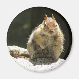 Golden-Managed-Ground-Eichhörnchen Magnet