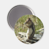 Golden Mantled Ground Eichhörnchen am Glacier Park Magnet (Vorderseite/Rückseite)