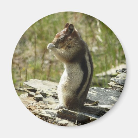 Golden Mantled Ground Eichhörnchen am Glacier Park Magnet (Vorne)