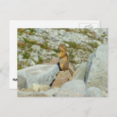 Golden Mantled Ground Eichhörnchen auf dem Rainier Postkarte (Vorne/Hinten)