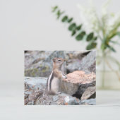 Golden Mantled Ground Eichhörnchen beim Glacier II Postkarte (Stehend Vorderseite)