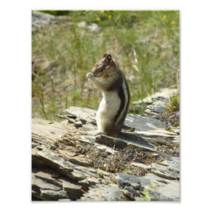 Golden-Mantled Ground Squirrel at Glacier Park Fotodruck