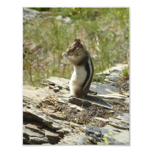 Golden-Mantled Ground Squirrel at Glacier Park Fotodruck (Vorne)