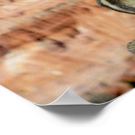 Golden Mantled Ground Squirrel Poster (Ecke)