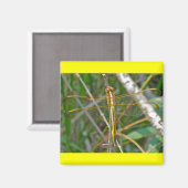 Golden Meadowhawk (Sympetrum) Dragonfly Items Magnet (Vorderseite/Rückseite)