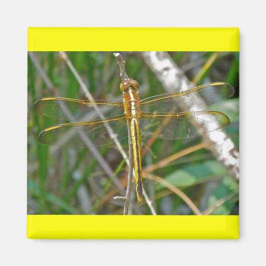 Golden Meadowhawk (Sympetrum) Dragonfly Items Magnet (Vorne)