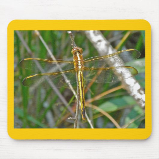 Golden Meadowhawk (Sympetrum) Dragonfly Items Mousepad (Vorne)
