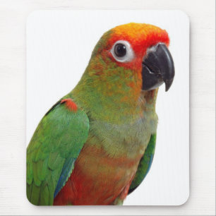 Golden-mit einer Kappe bedecktes conure Mousepad