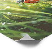 Golden Morning Ladybug: Nature's Dew-Kissed Beauty Poster (Ecke)