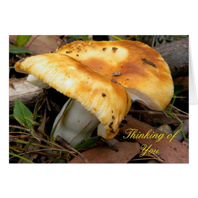 Golden Mushroom (Vorderseite (Horizontal))