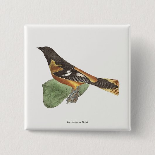 Golden oder Baltimore Oriole (Icterus galbula) Button (Vorderseite)