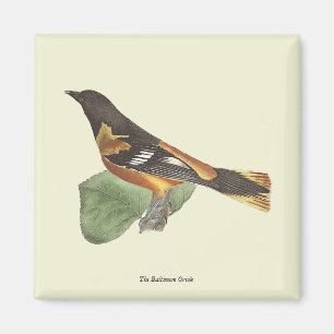 Golden oder Baltimore Oriole (Icterus galbula) Magnet