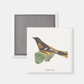 Golden oder Baltimore Oriole (Icterus galbula) Magnet (Vorderseite/Rückseite)