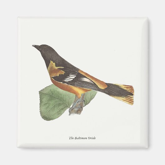 Golden oder Baltimore Oriole (Icterus galbula) Magnet (Vorne)
