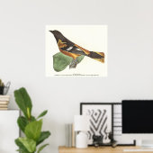 Golden oder Baltimore Oriole (Icterus galbula) Poster (Heimbüro)