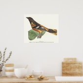 Golden oder Baltimore Oriole (Icterus galbula) Poster (Küche)