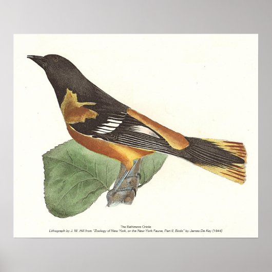 Golden oder Baltimore Oriole (Icterus galbula) Poster (Vorne)