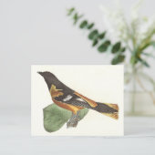 Golden oder Baltimore Oriole (Icterus galbula) Postkarte (Stehend Vorderseite)