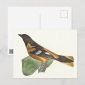 Golden oder Baltimore Oriole (Icterus galbula) Postkarte (Vorne/Hinten)