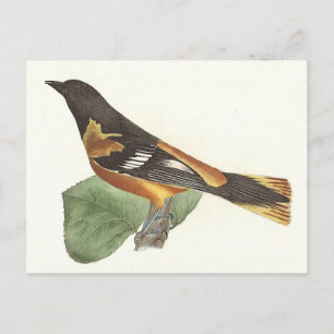 Golden oder Baltimore Oriole (Icterus galbula) Postkarte