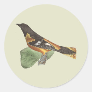 Golden oder Baltimore Oriole (Icterus galbula) Runder Aufkleber