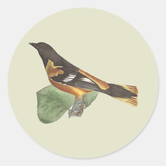 Golden oder Baltimore Oriole (Icterus galbula) Runder Aufkleber (Vorderseite)