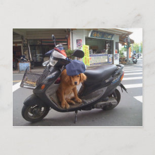 Golden on Scooter Postcard Postkarte