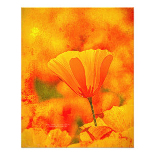 Golden Orange California Mohn "Land of Orange" Fotodruck