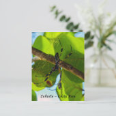 Golden Orb Spider in Cahuita Beach - Costa Rica Postkarte (Stehend Vorderseite)