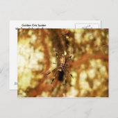 Golden Orb Spider Isla Barro Colorado, Panama Postkarte (Vorne/Hinten)